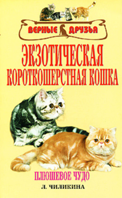 Скачать книгу Экзотическая короткошерстная кошка