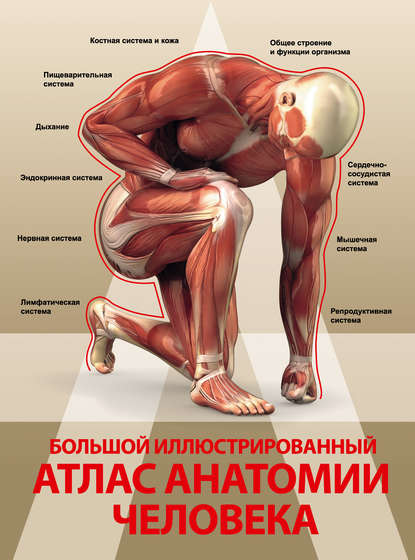 Скачать книгу Большой иллюстрированный атлас анатомии человека