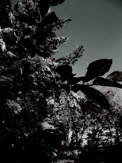 Скачать книгу Пустынная дорога смерти