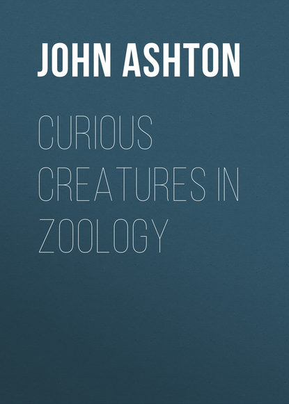 Скачать книгу Curious Creatures in Zoology