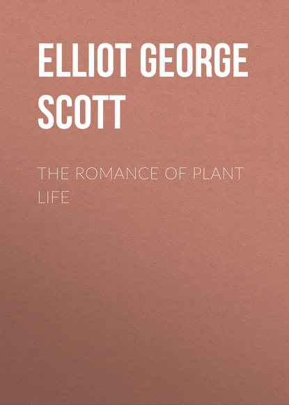 Скачать книгу The Romance of Plant Life