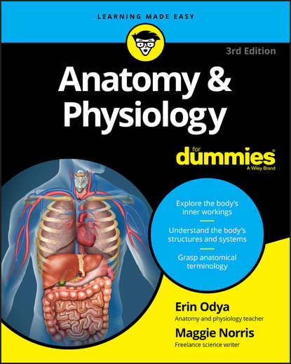 Скачать книгу Anatomy and Physiology For Dummies