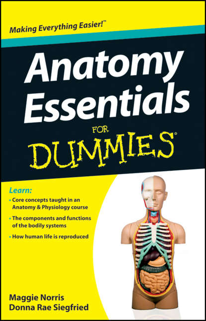 Скачать книгу Anatomy Essentials For Dummies
