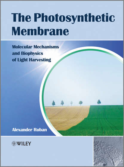 Скачать книгу The Photosynthetic Membrane. Molecular Mechanisms and Biophysics of Light Harvesting