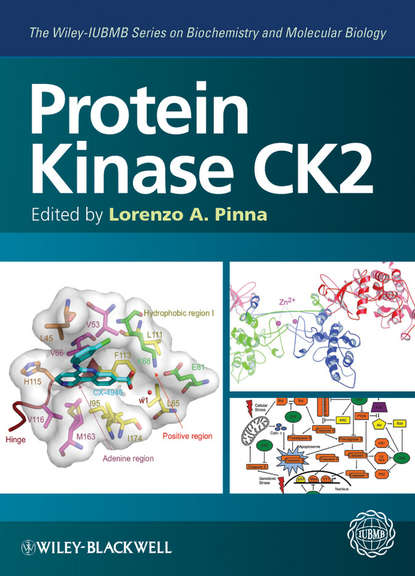 Скачать книгу Protein Kinase CK2