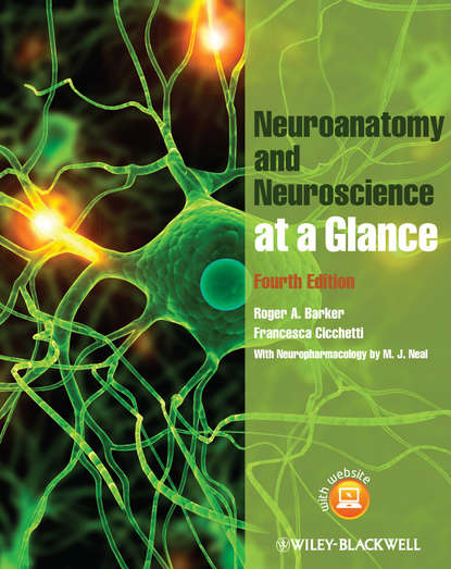 Скачать книгу Neuroanatomy and Neuroscience at a Glance