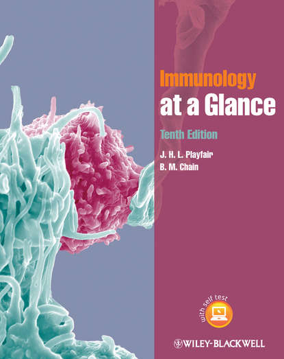 Скачать книгу Immunology at a Glance