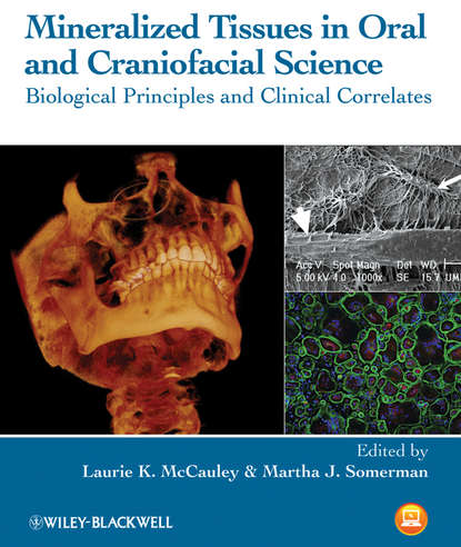 Скачать книгу Mineralized Tissues in Oral and Craniofacial Science. Biological Principles and Clinical Correlates