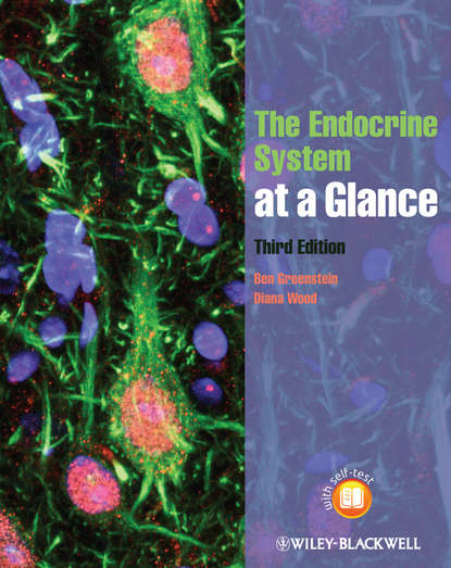 Скачать книгу The Endocrine System at a Glance