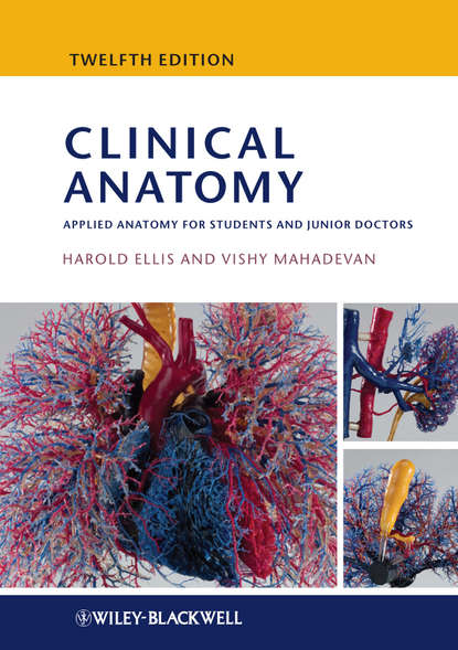 Скачать книгу Clinical Anatomy. Applied Anatomy for Students and Junior Doctors