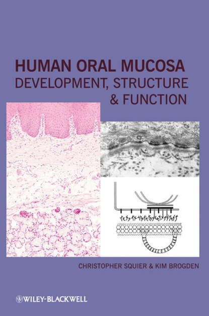 Скачать книгу Human Oral Mucosa. Development, Structure and Function