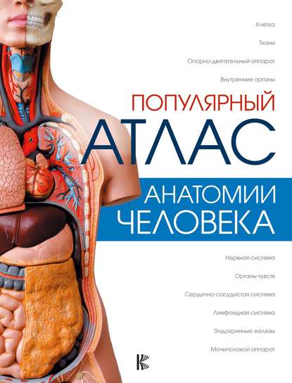Скачать книгу Популярный атлас анатомии человека