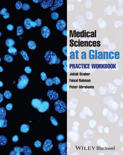Скачать книгу Medical Sciences at a Glance. Practice Workbook