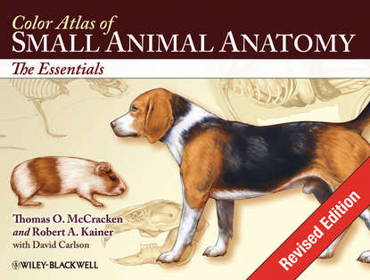 Скачать книгу Color Atlas of Small Animal Anatomy. The Essentials