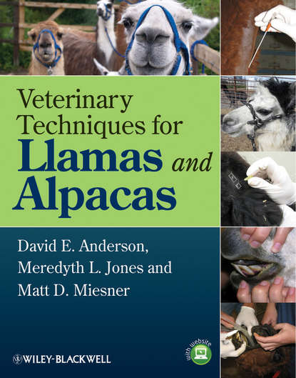 Скачать книгу Veterinary Techniques for Llamas and Alpacas