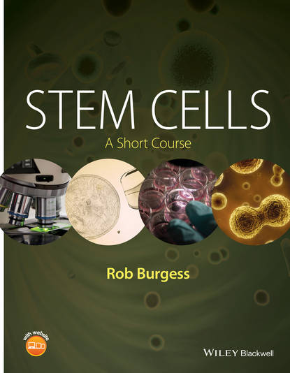 Скачать книгу Stem Cells. A Short Course