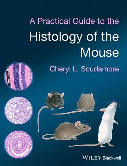 Скачать книгу A Practical Guide to the Histology of the Mouse