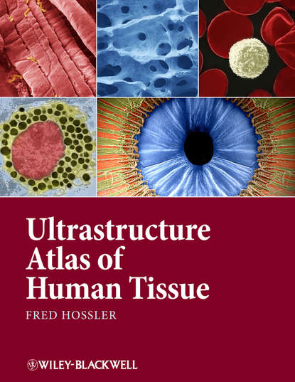 Скачать книгу Ultrastructure Atlas of Human Tissues