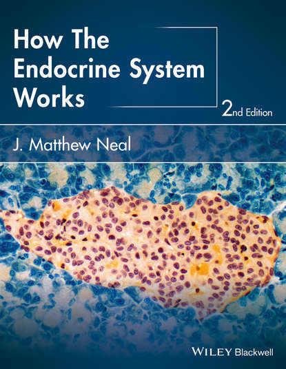 Скачать книгу How the Endocrine System Works