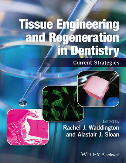 Скачать книгу Tissue Engineering and Regeneration in Dentistry. Current Strategies