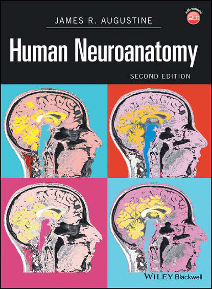 Скачать книгу Human Neuroanatomy