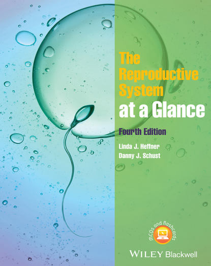 Скачать книгу The Reproductive System at a Glance