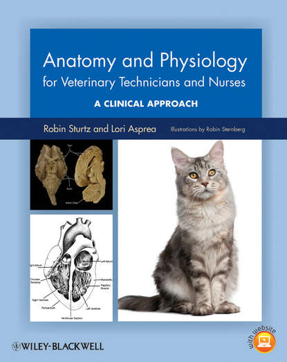 Скачать книгу Anatomy and Physiology for Veterinary Technicians and Nurses. A Clinical Approach