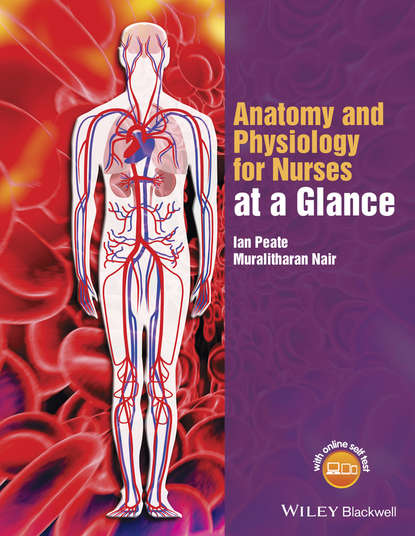 Скачать книгу Anatomy and Physiology for Nurses at a Glance