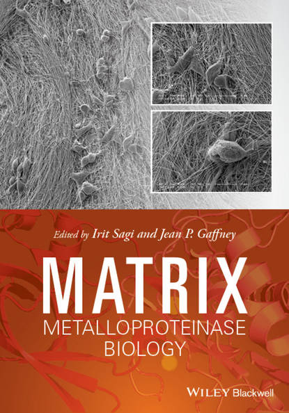 Скачать книгу Matrix Metalloproteinase Biology