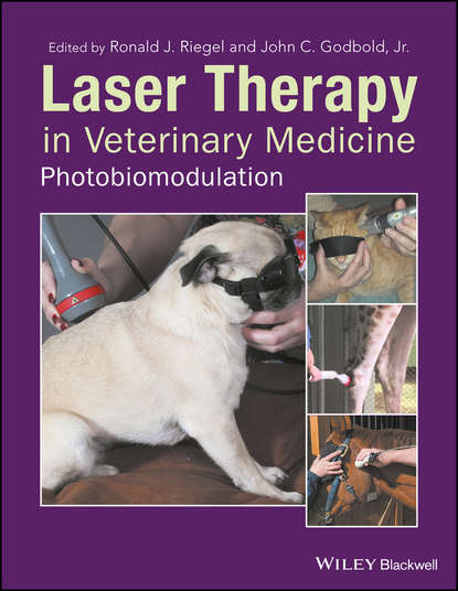 Скачать книгу Laser Therapy in Veterinary Medicine. Photobiomodulation