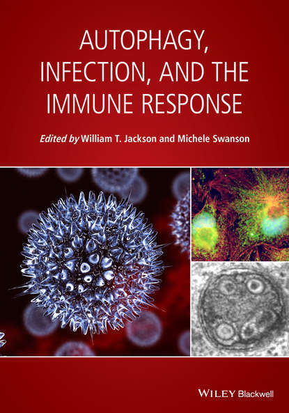 Скачать книгу Autophagy, Infection, and the Immune Response