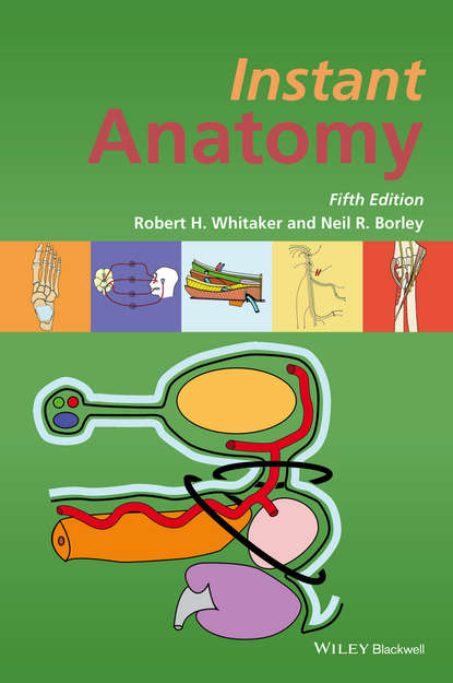 Скачать книгу Instant Anatomy