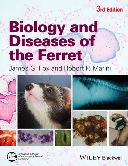 Скачать книгу Biology and Diseases of the Ferret