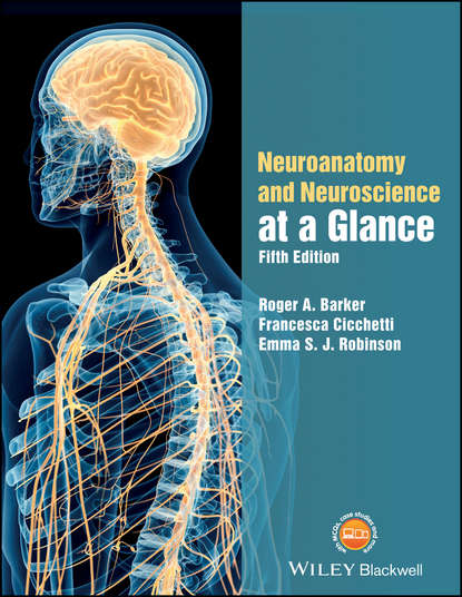 Скачать книгу Neuroanatomy and Neuroscience at a Glance