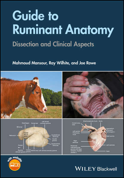 Скачать книгу Guide to Ruminant Anatomy. Dissection and Clinical Aspects