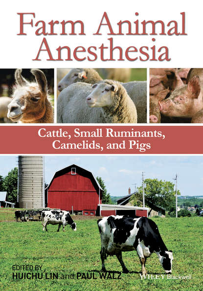 Скачать книгу Farm Animal Anesthesia. Cattle, Small Ruminants, Camelids, and Pigs
