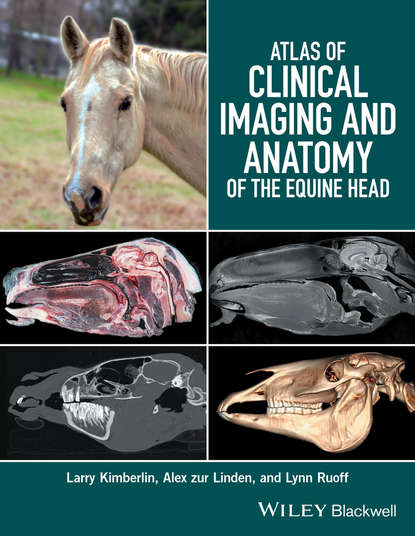 Скачать книгу Atlas of Clinical Imaging and Anatomy of the Equine Head