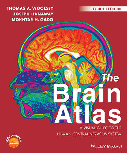 Скачать книгу The Brain Atlas. A Visual Guide to the Human Central Nervous System