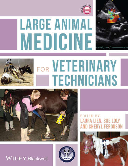 Скачать книгу Large Animal Medicine for Veterinary Technicians