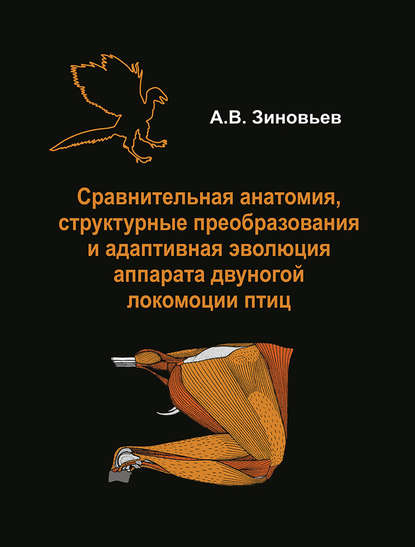 Скачать книгу Сравнительная анатомия, структурные преобразования и адаптивная эволюция аппарата двуногой локомоции птиц