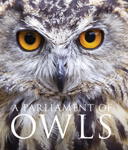 Скачать книгу A Parliament of Owls