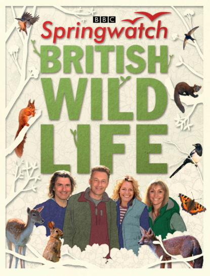 Скачать книгу Springwatch British Wildlife: Accompanies the BBC 2 TV series