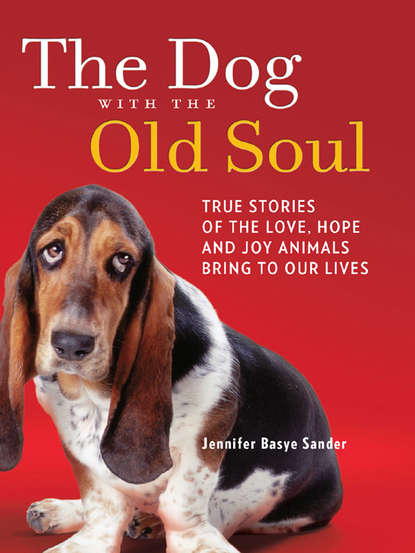 Скачать книгу The Dog with the Old Soul