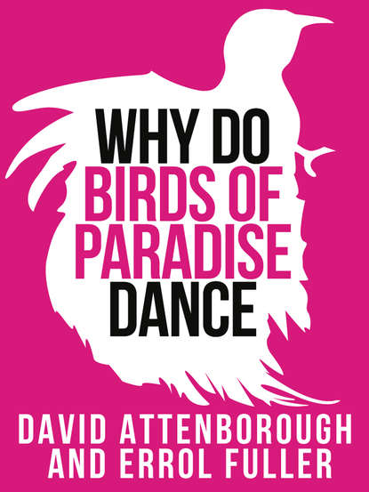 David Attenborough’s Why Do Birds of Paradise Dance