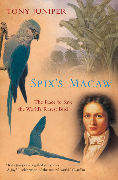 Скачать книгу Spix’s Macaw: The Race to Save the World’s Rarest Bird