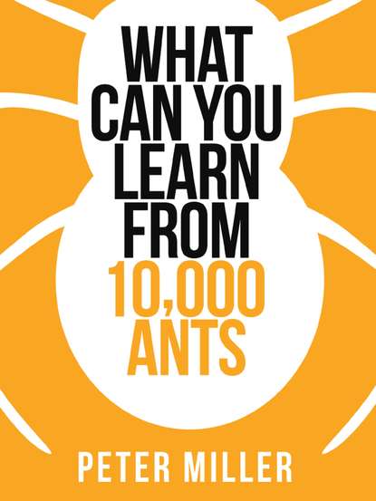 Скачать книгу What You Can Learn From 10,000 Ants