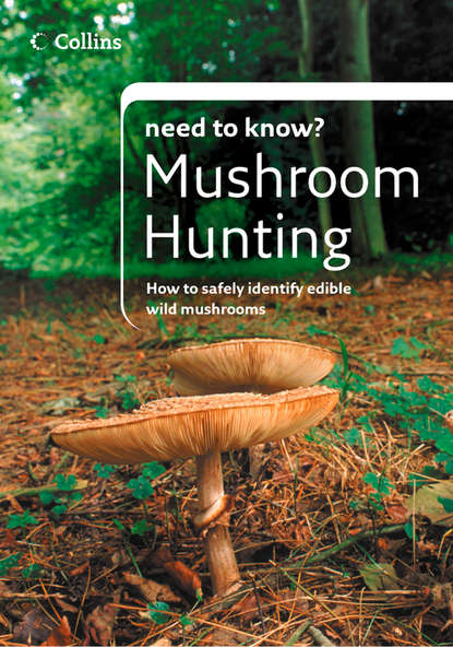Скачать книгу Mushroom Hunting