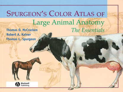 Скачать книгу Spurgeon's Color Atlas of Large Animal Anatomy
