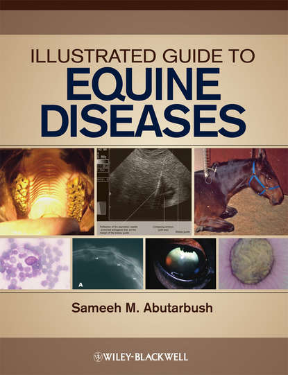 Скачать книгу Illustrated Guide to Equine Diseases