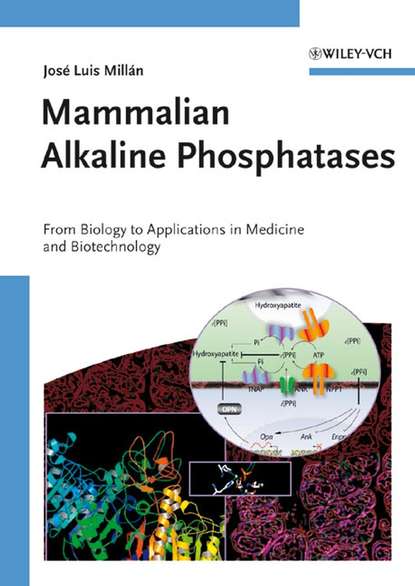 Скачать книгу Mammalian Alkaline Phosphatases